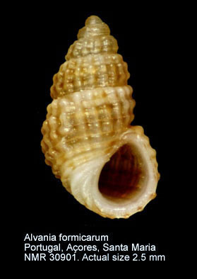 Alvania formicarum.JPG - Alvania formicarumGofas,1989